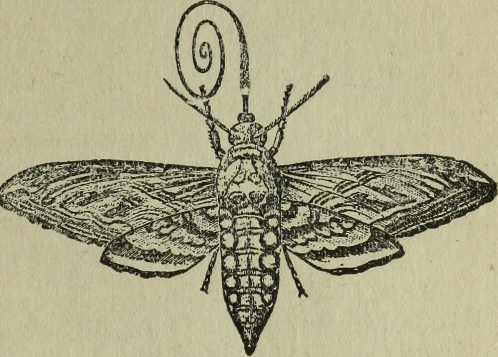 An illustration from The Canadian farm annual for 1880 published in Connection with the Weekly Mail, 1880, leaf 52