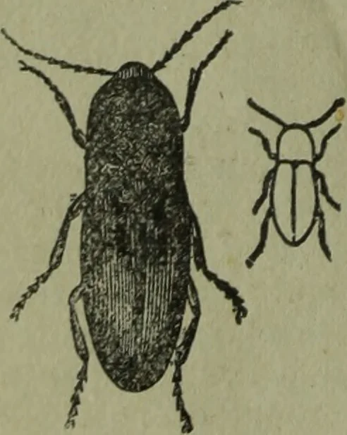 An illustration from The Canadian farm annual for 1880 published in Connection with the Weekly Mail, 1880, leaf 53