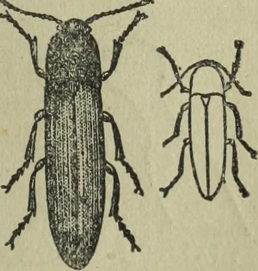 An illustration from The Canadian farm annual for 1880 published in Connection with the Weekly Mail, 1880, leaf 54