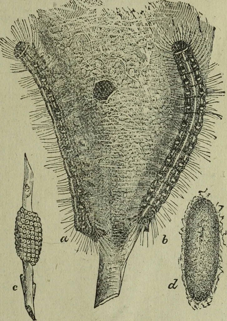 An illustration from The Canadian farm annual for 1880 published in Connection with the Weekly Mail, 1880, leaf 60