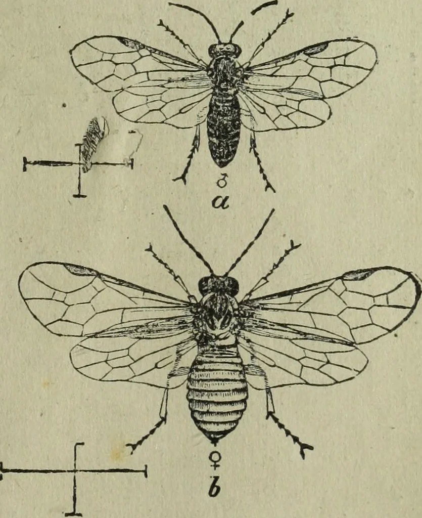 An illustration from The Canadian farm annual for 1880 published in Connection with the Weekly Mail, 1880, leaf 60