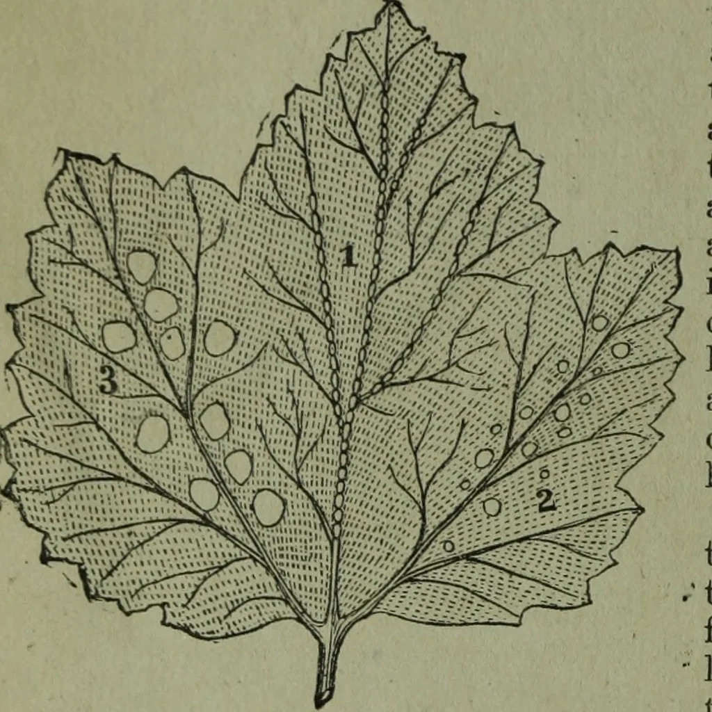 An illustration from The Canadian farm annual for 1880 published in Connection with the Weekly Mail, 1880, leaf 61