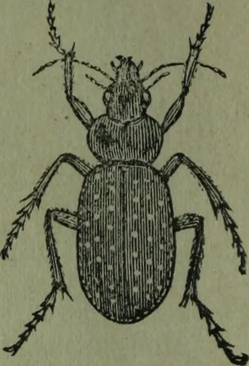 An illustration from The Canadian farm annual for 1880 published in Connection with the Weekly Mail, 1880, leaf 61