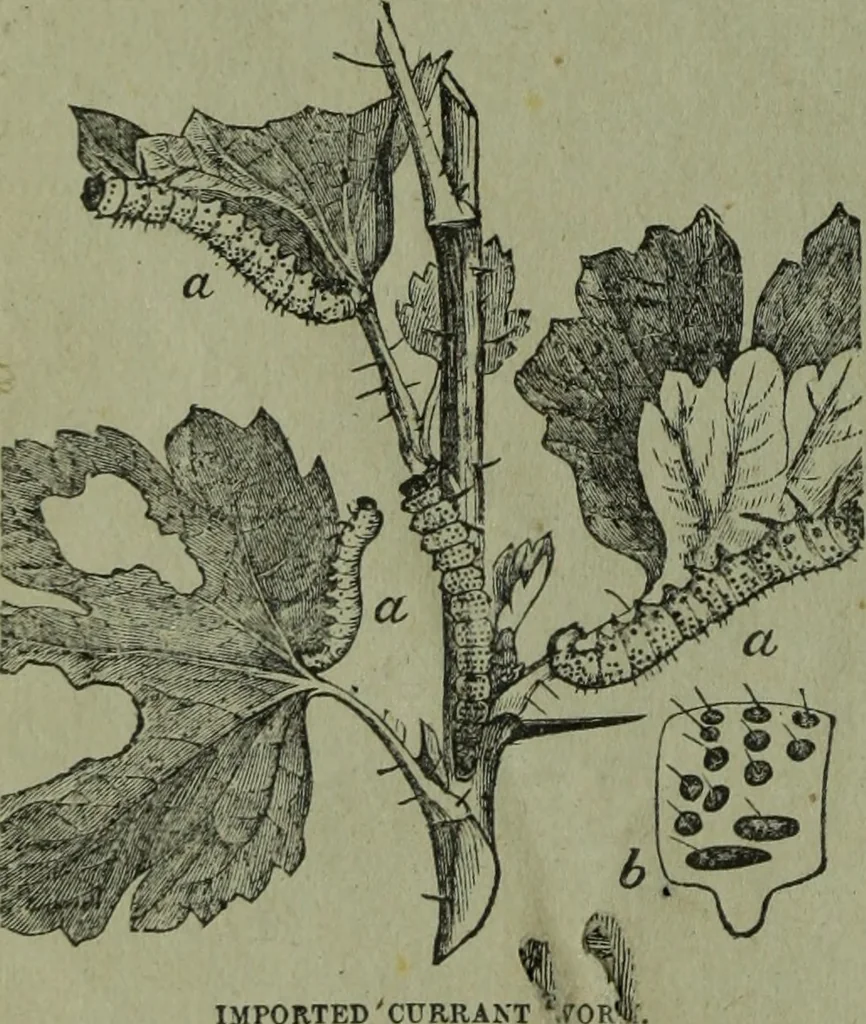 An illustration from The Canadian farm annual for 1880 published in Connection with the Weekly Mail, 1880, leaf 61