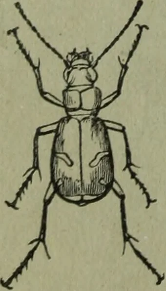 An illustration from The Canadian farm annual for 1880 published in Connection with the Weekly Mail, 1880, leaf 61