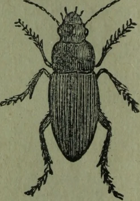 An illustration from The Canadian farm annual for 1880 published in Connection with the Weekly Mail, 1880, leaf 61