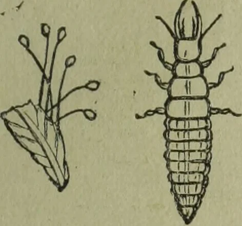 An illustration from The Canadian farm annual for 1880 published in Connection with the Weekly Mail, 1880, leaf 62