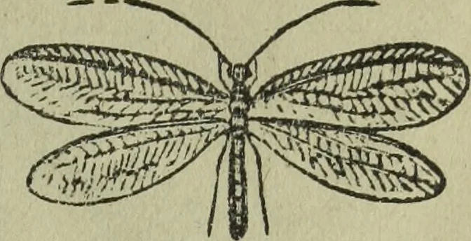 An illustration from The Canadian farm annual for 1880 published in Connection with the Weekly Mail, 1880, leaf 62