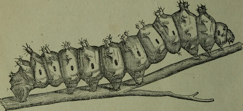 An illustration from The Canadian farm annual for 1880 published in Connection with the Weekly Mail, 1880, leaf 63
