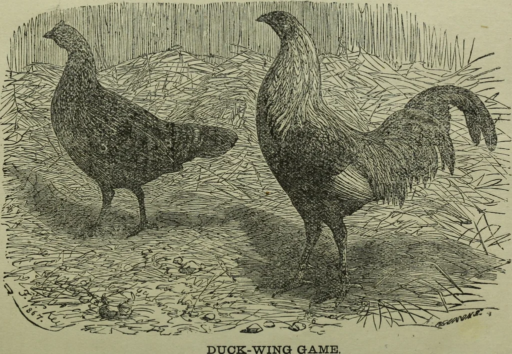 An illustration from The Canadian farm annual for 1880 published in Connection with the Weekly Mail, 1880, leaf 64