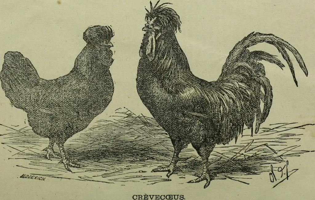 An illustration from The Canadian farm annual for 1880 published in Connection with the Weekly Mail, 1880, leaf 68