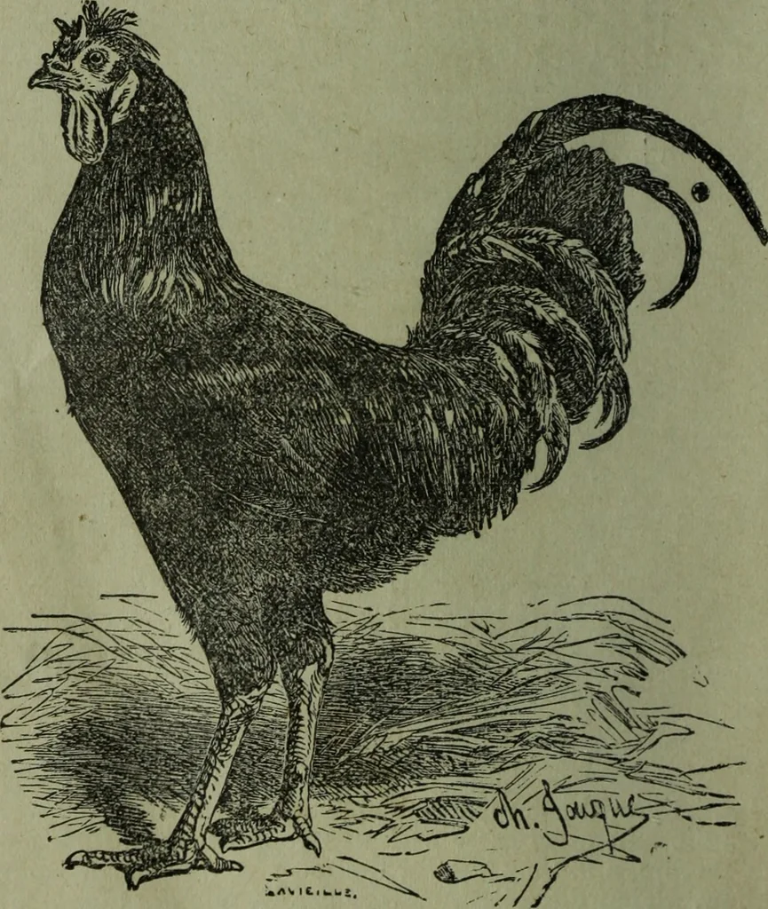 An illustration from The Canadian farm annual for 1880 published in Connection with the Weekly Mail, 1880, leaf 69