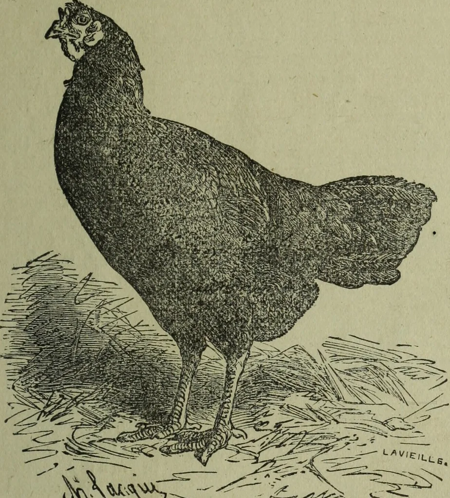An illustration from The Canadian farm annual for 1880 published in Connection with the Weekly Mail, 1880, leaf 70