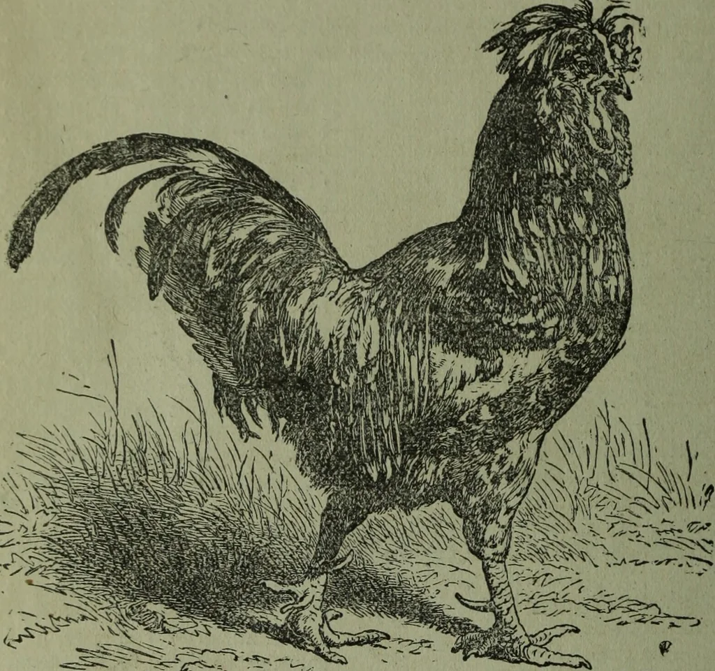 An illustration from The Canadian farm annual for 1880 published in Connection with the Weekly Mail, 1880, leaf 71