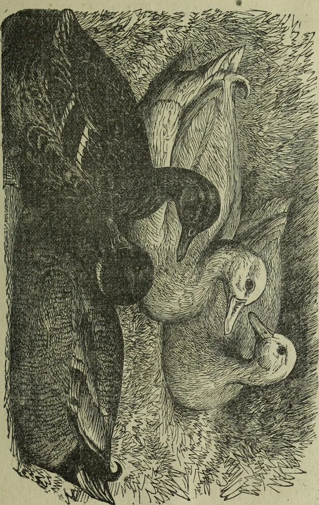 An illustration from The Canadian farm annual for 1880 published in Connection with the Weekly Mail, 1880, leaf 72