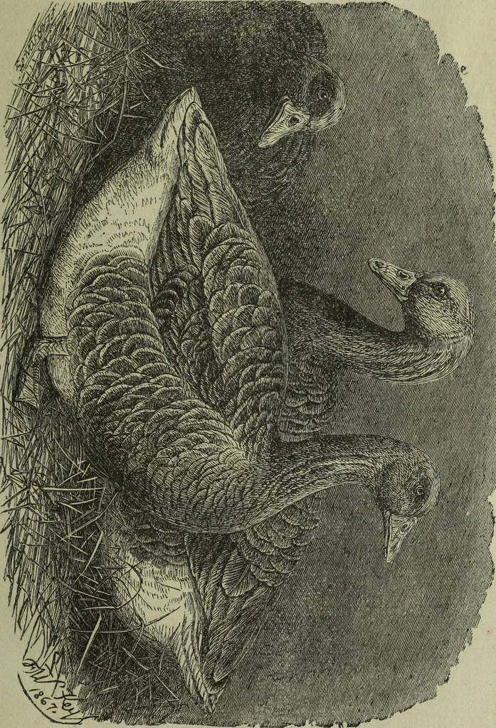 An illustration from The Canadian farm annual for 1880 published in Connection with the Weekly Mail, 1880, leaf 74