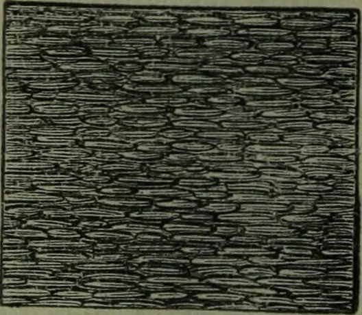 An illustration from The Canadian farm annual for 1880 published in Connection with the Weekly Mail, 1880, leaf 81