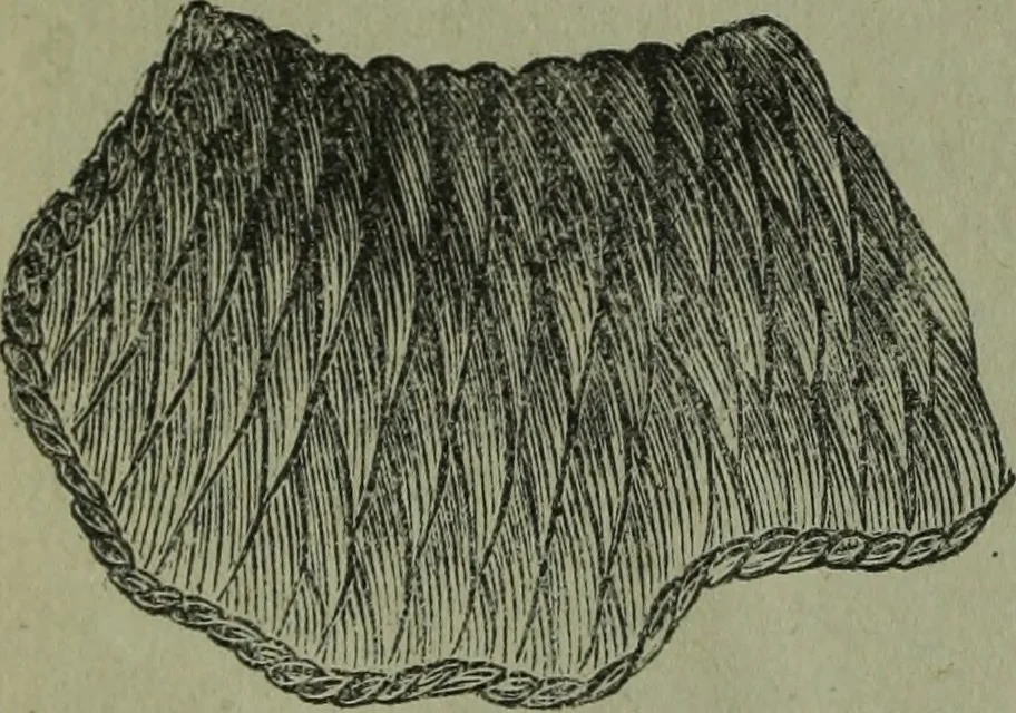 An illustration from The Canadian farm annual for 1880 published in Connection with the Weekly Mail, 1880, leaf 81
