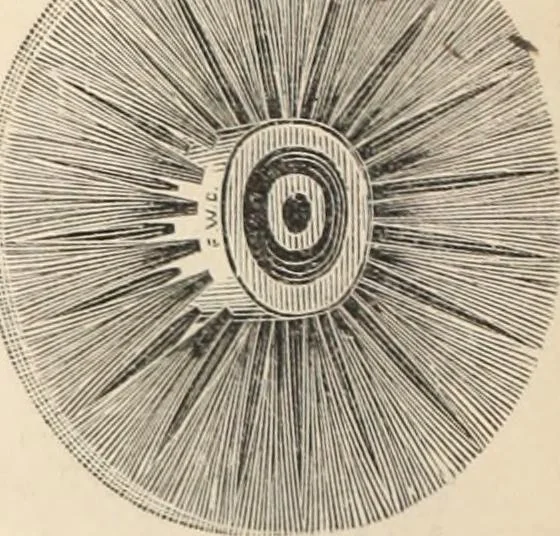 An illustration from Canadian jeweller 1879-1881, 1879, leaf 129