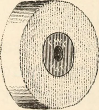 An illustration from Canadian jeweller 1879-1881, 1879, leaf 141