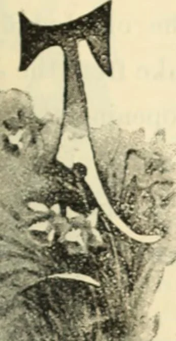An illustration from Canadian jeweller 1890, 1890, leaf 362