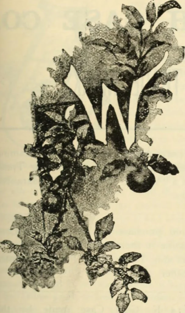 An illustration from Canadian jeweller 1890, 1890, leaf 546