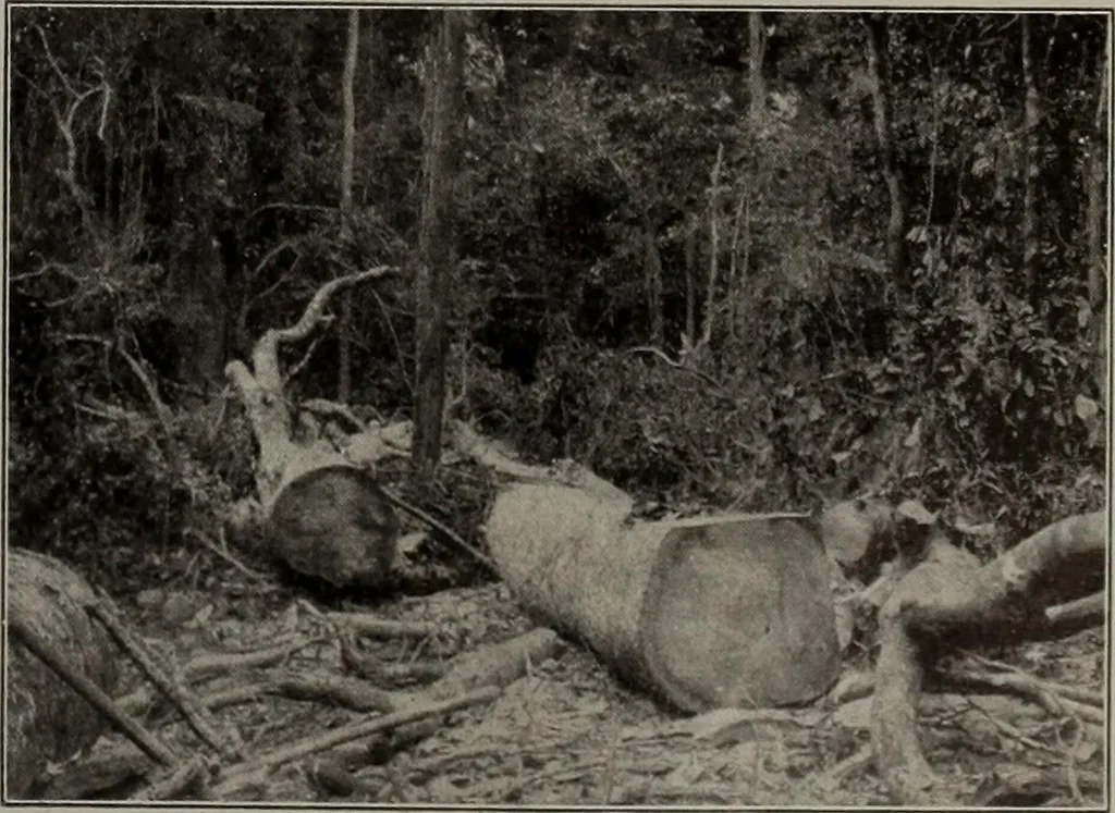 An illustration from Canadian wood products industries, 1913, leaf 502