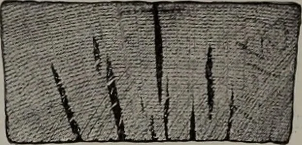 An illustration from Canadian wood products industries, 1913, leaf 559