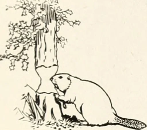 An illustration from Canadian wood products industries, 1916, leaf 117