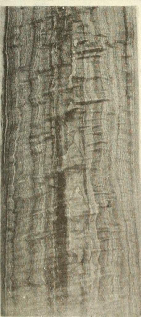 An illustration from Canadian wood products industries, 1916, leaf 312