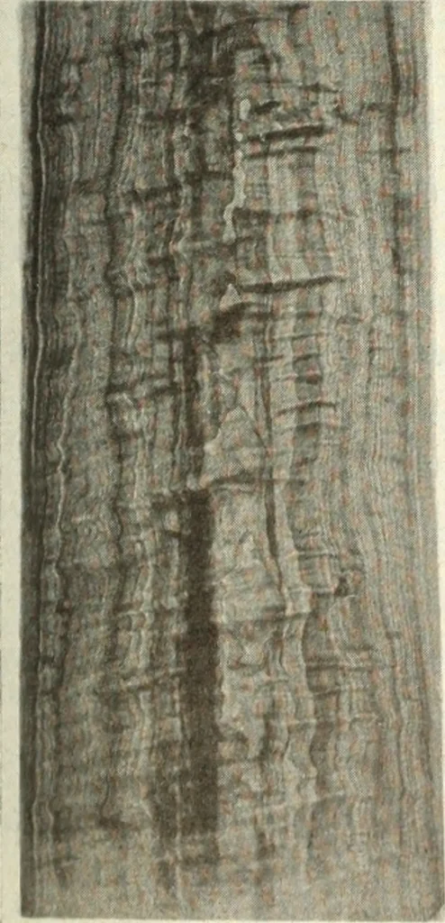 An illustration from Canadian wood products industries, 1916, leaf 368