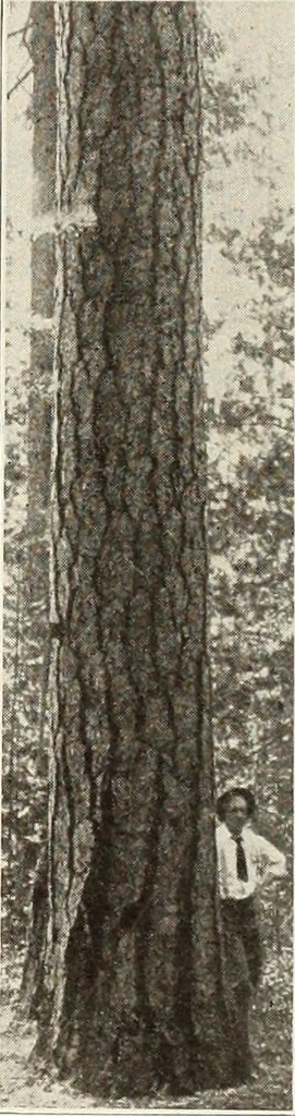 An illustration from Canadian wood products industries, 1916, leaf 389