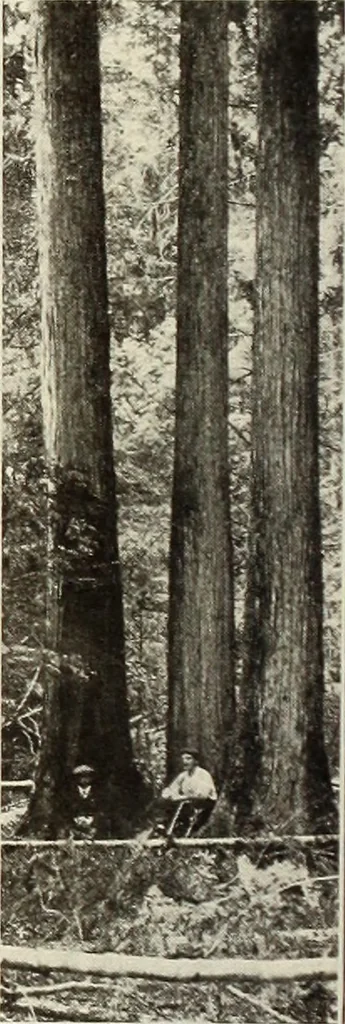 An illustration from Canadian wood products industries, 1916, leaf 389
