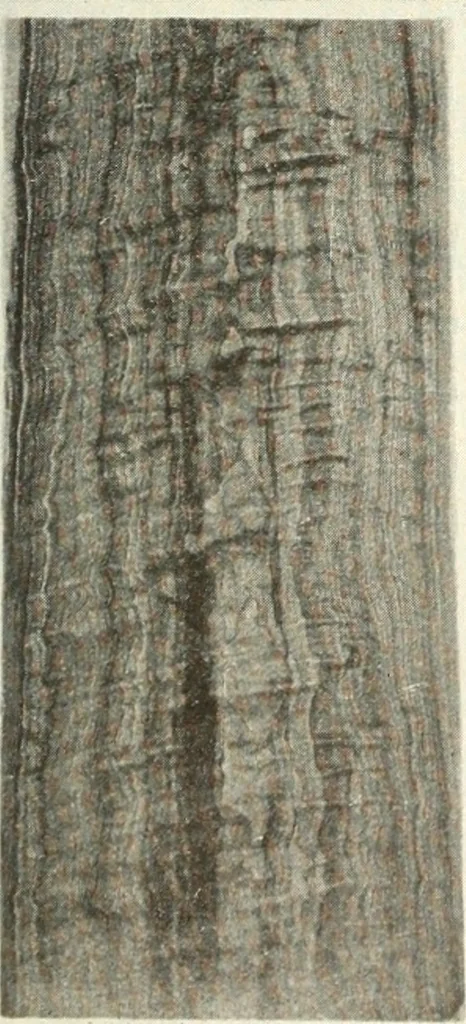 An illustration from Canadian wood products industries, 1916, leaf 576