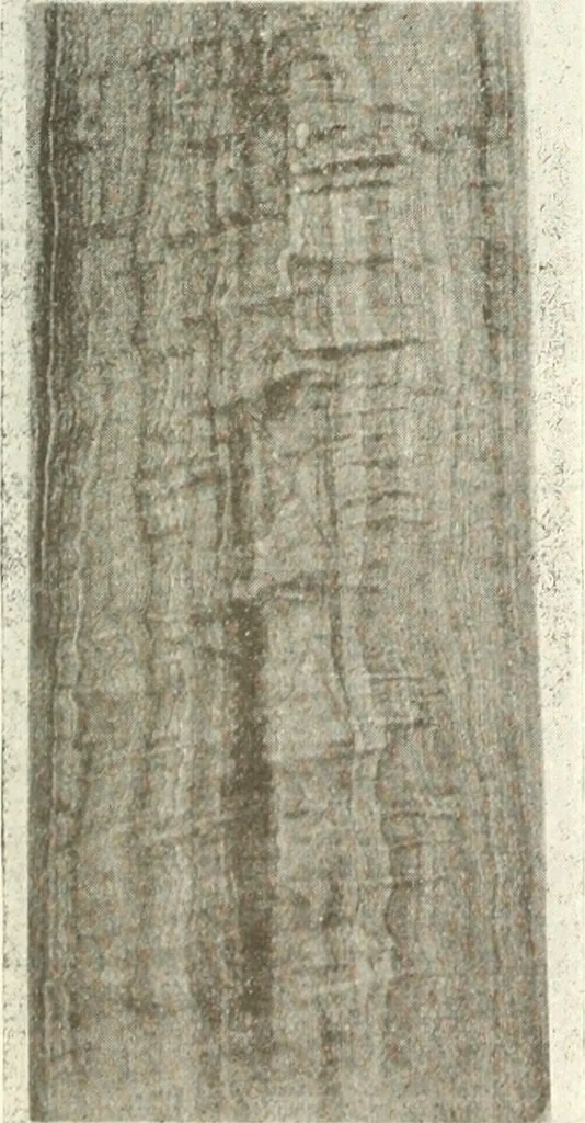 An illustration from Canadian wood products industries, 1916, leaf 722