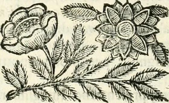 An illustration from Il cannocchiale aristotelico, o sia, Idea dell'arguta et ingeniosa elocutione : che serue à tutta l'arte oratoria, lapidaria, et simbolica, 1663, leaf 365