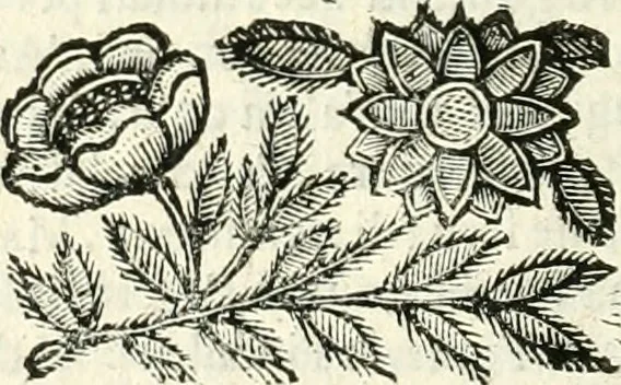 An illustration from Il cannocchiale aristotelico, o sia, Idea dell'arguta et ingeniosa elocutione : che serue à tutta l'arte oratoria, lapidaria, et simbolica, 1663, leaf 527