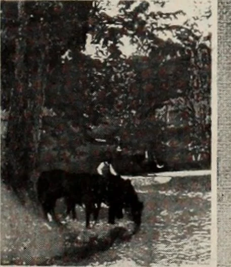 An illustration from Canadian printer & publisher, 1913, leaf 952