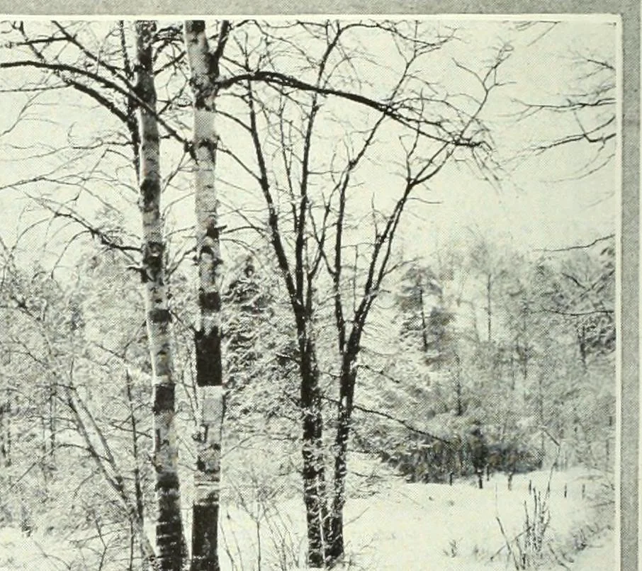 An illustration from Canadian printer & publisher, 1922, leaf 319
