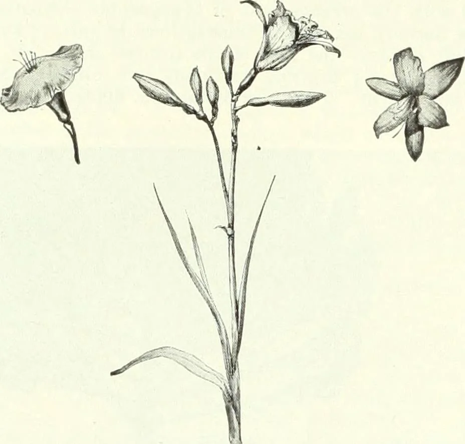 An illustration from Canadian printer & publisher, 1922, leaf 593