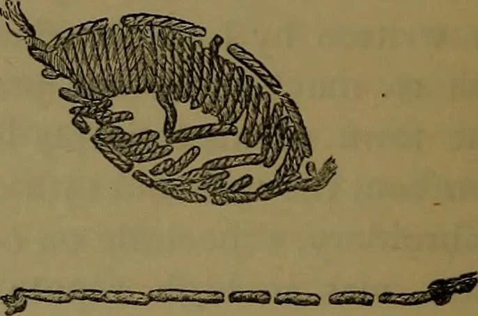 An illustration from Cantor lectures on the arts of tapestry making and embroidery ... delivered before the Society, April 5th, 12th and 19th, 1886, 1886, leaf 35