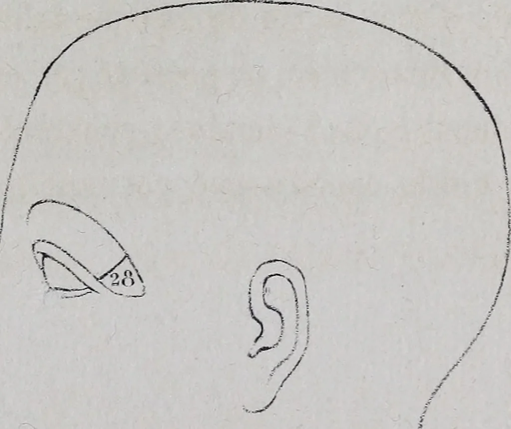 An illustration from Caractères phrénologiques et physiognomoniques des contemporains les plus célèbres, selon les systèmes de Gall, Spurzheim, Lavater, etc., 1837, leaf 384