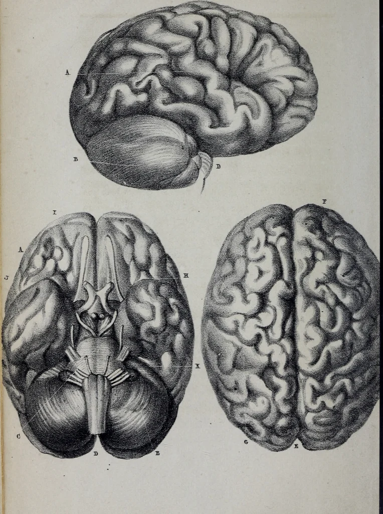 An illustration from Caractères phrénologiques et physiognomoniques des contemporains les plus célèbres, selon les systèmes de Gall, Spurzheim, Lavater, etc., 1837, leaf 45