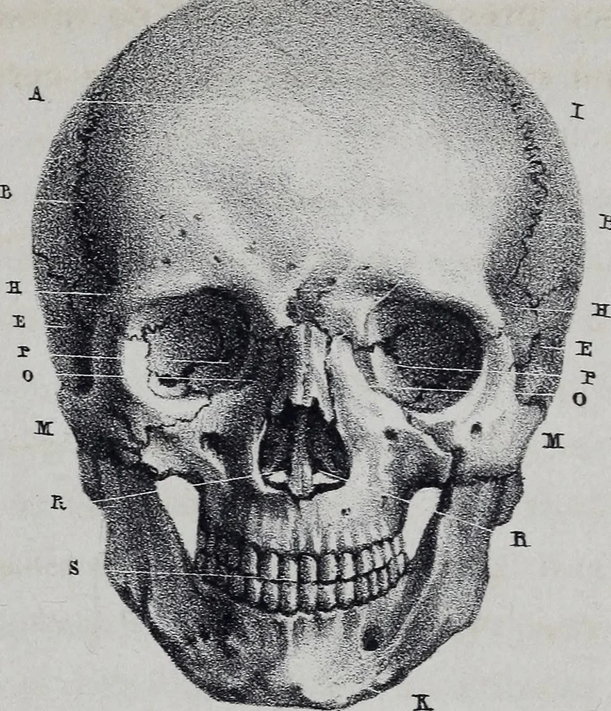 An illustration from Caractères phrénologiques et physiognomoniques des contemporains les plus célèbres, selon les systèmes de Gall, Spurzheim, Lavater, etc., 1837, leaf 50
