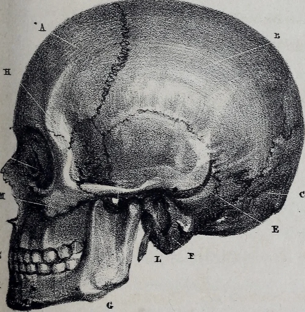 An illustration from Caractères phrénologiques et physiognomoniques des contemporains les plus célèbres, selon les systèmes de Gall, Spurzheim, Lavater, etc., 1837, leaf 50