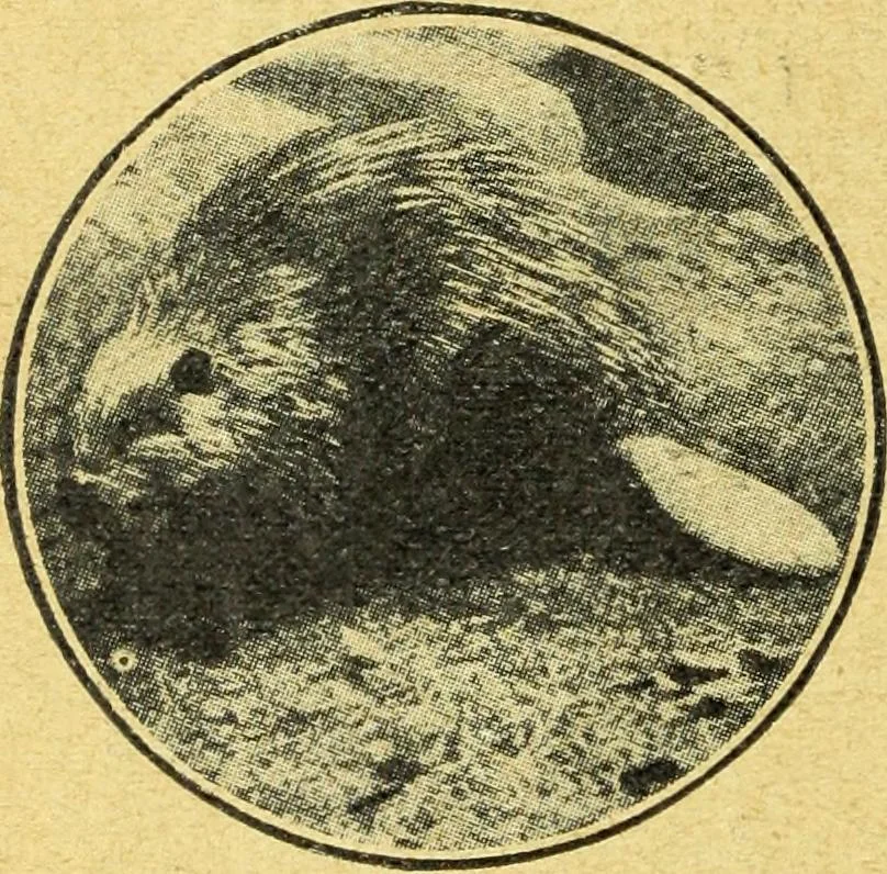 An illustration from Caras y caretas, 1898, leaf 1043