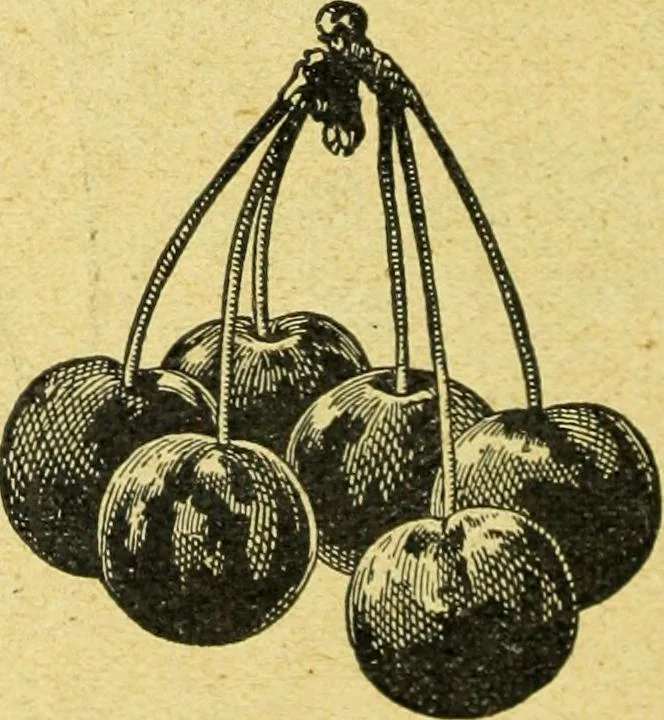 An illustration from Caras y caretas, 1898, leaf 119