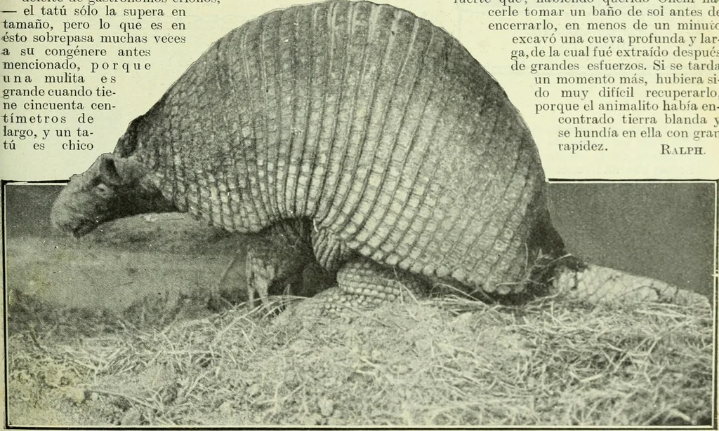 An illustration from Caras y caretas, 1898, leaf 1222