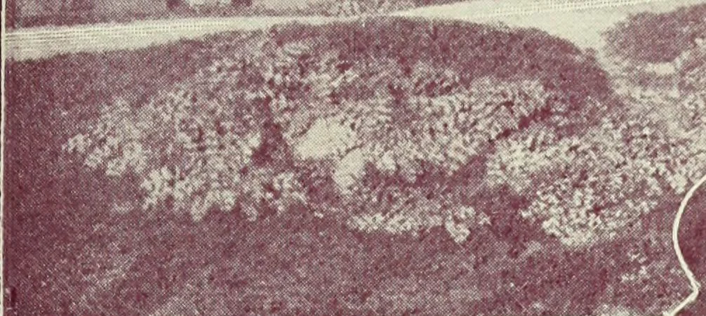 An illustration from Caras y caretas, 1898, leaf 1244