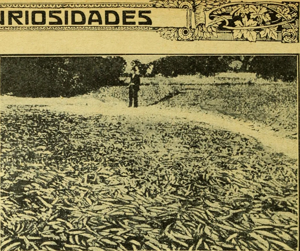 An illustration from Caras y caretas, 1898, leaf 1273
